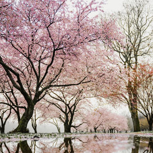 Blossoming Cherry Trees on Lake