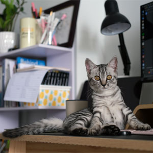 Cat Sitting on Desk