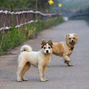 Two Dogs on a Road