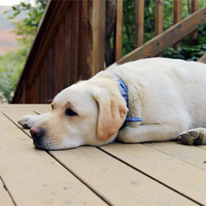 Dog Lying on Deck