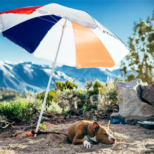 Dog Under Umbrella