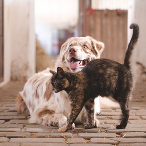 Dog and Cat Cuddling